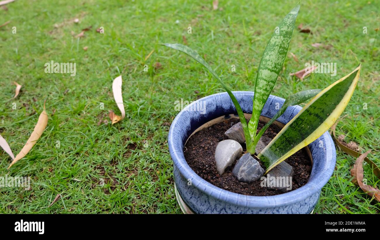 Snake plant with an old leaf and newly propagated young green leaves, in a blue pot, placed on a green lawn. Stock Photo