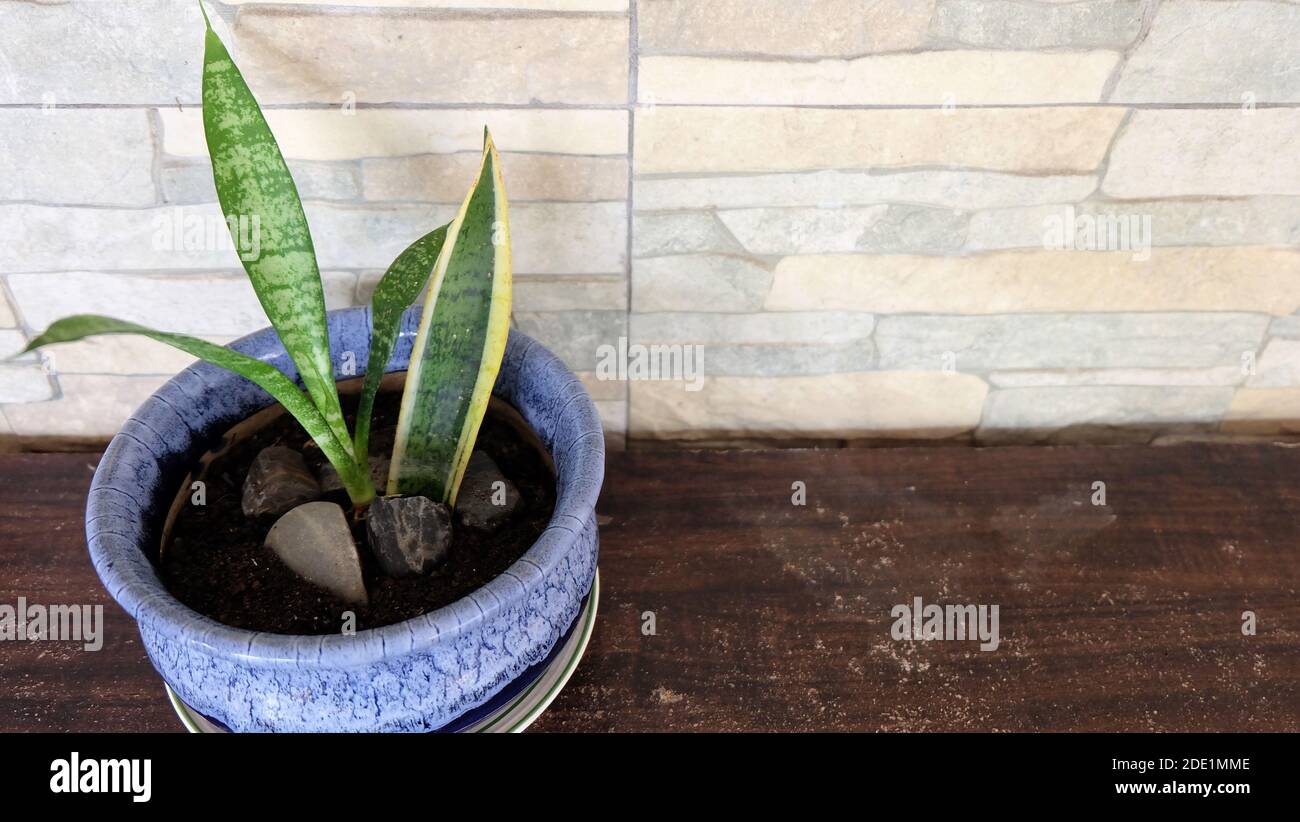 Snake plant with an old leaf and newly propagated young green leaves, in a blue pot, placed on a wooden table, with stone wall in the background. Stock Photo