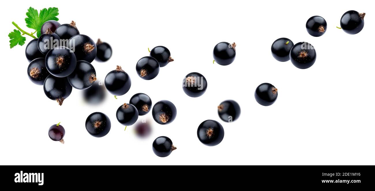 Falling black currant isolated on white background Stock Photo
