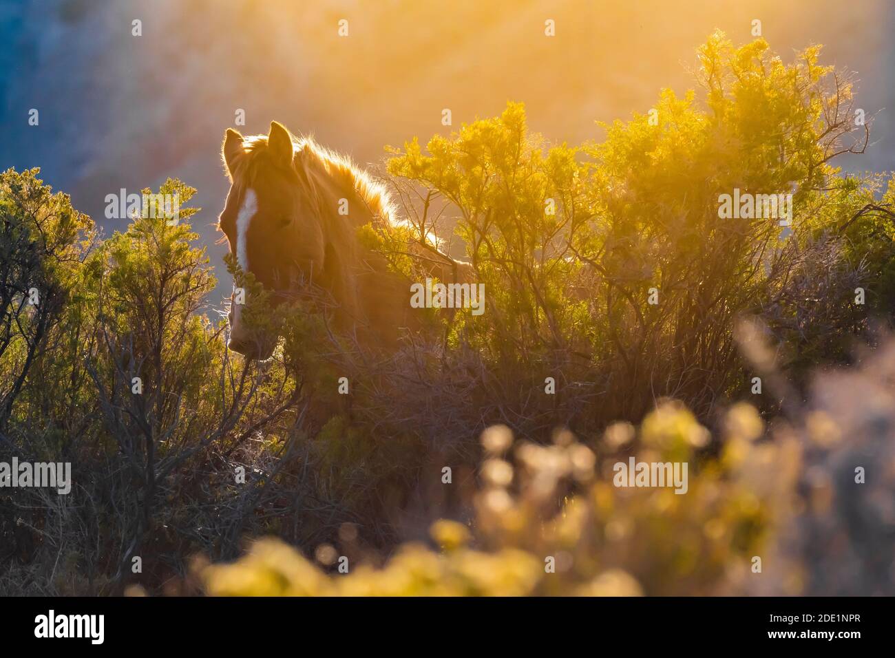 Wild Horses, Equus ferus caballus, of the Pryor Mountain Wild Horse