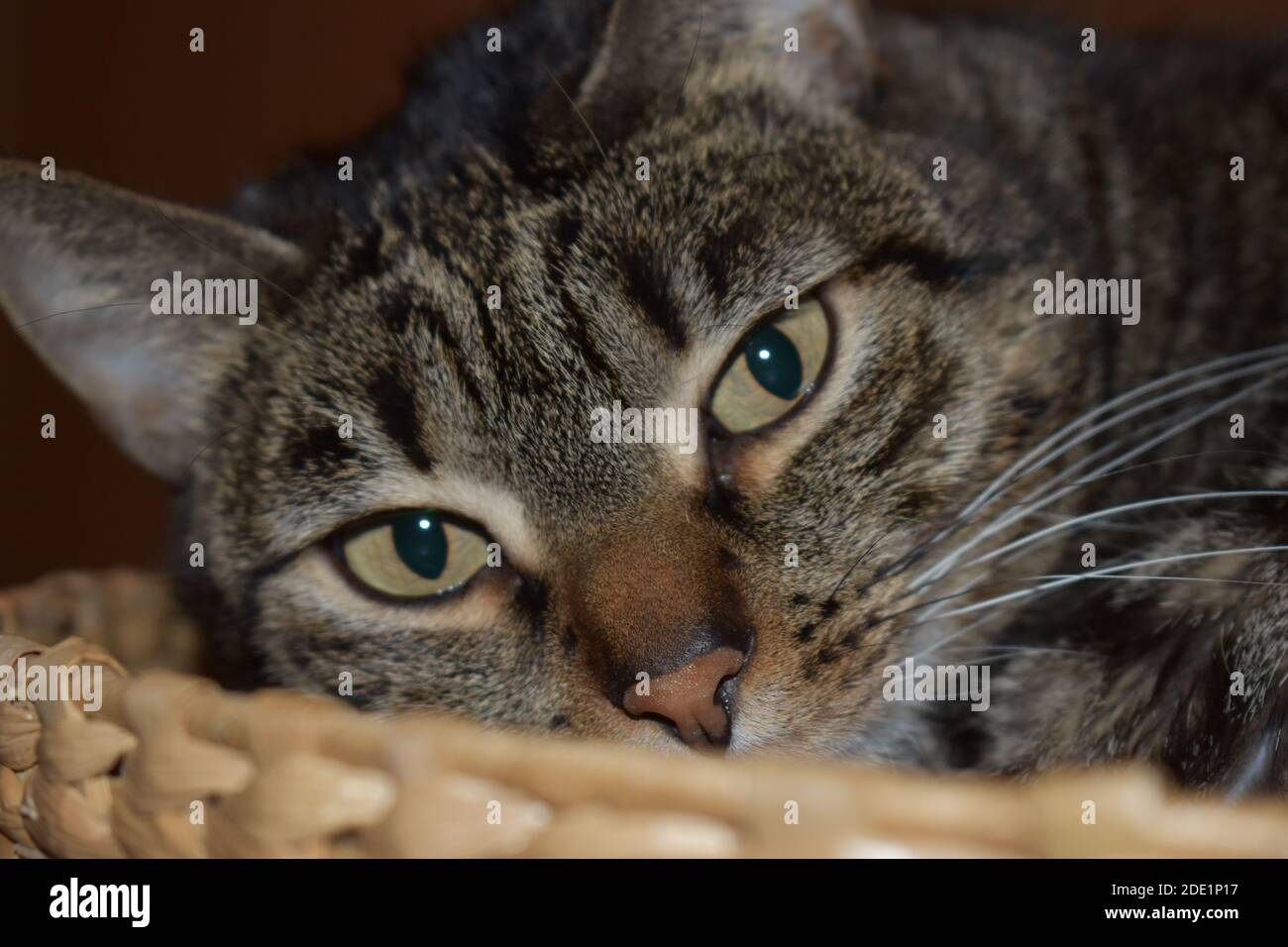 Relaxed cat Stock Photo