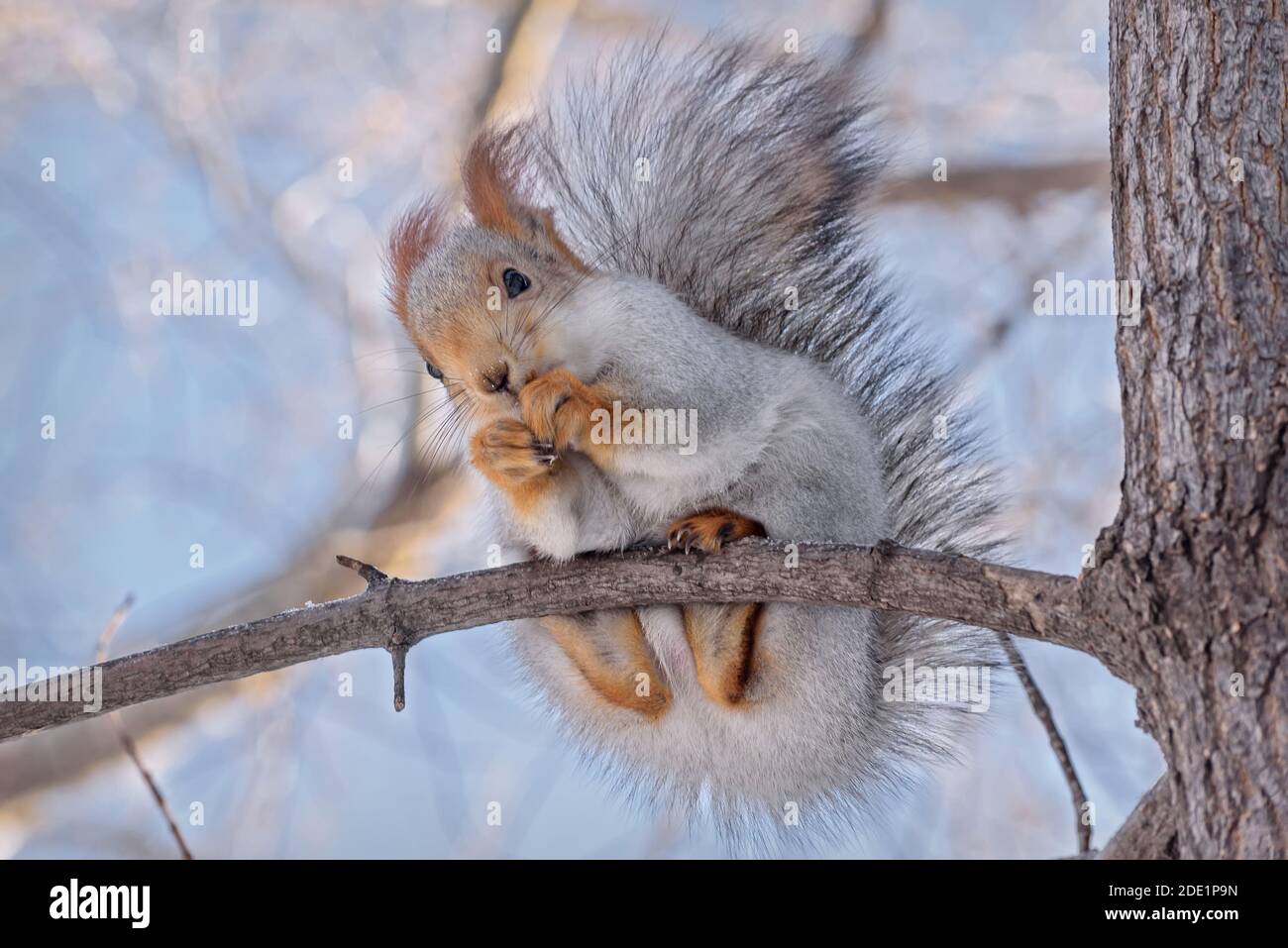 Little cute gray squirrel with a fluffy tail close-up on a tree branch in winter in the park Stock Photo