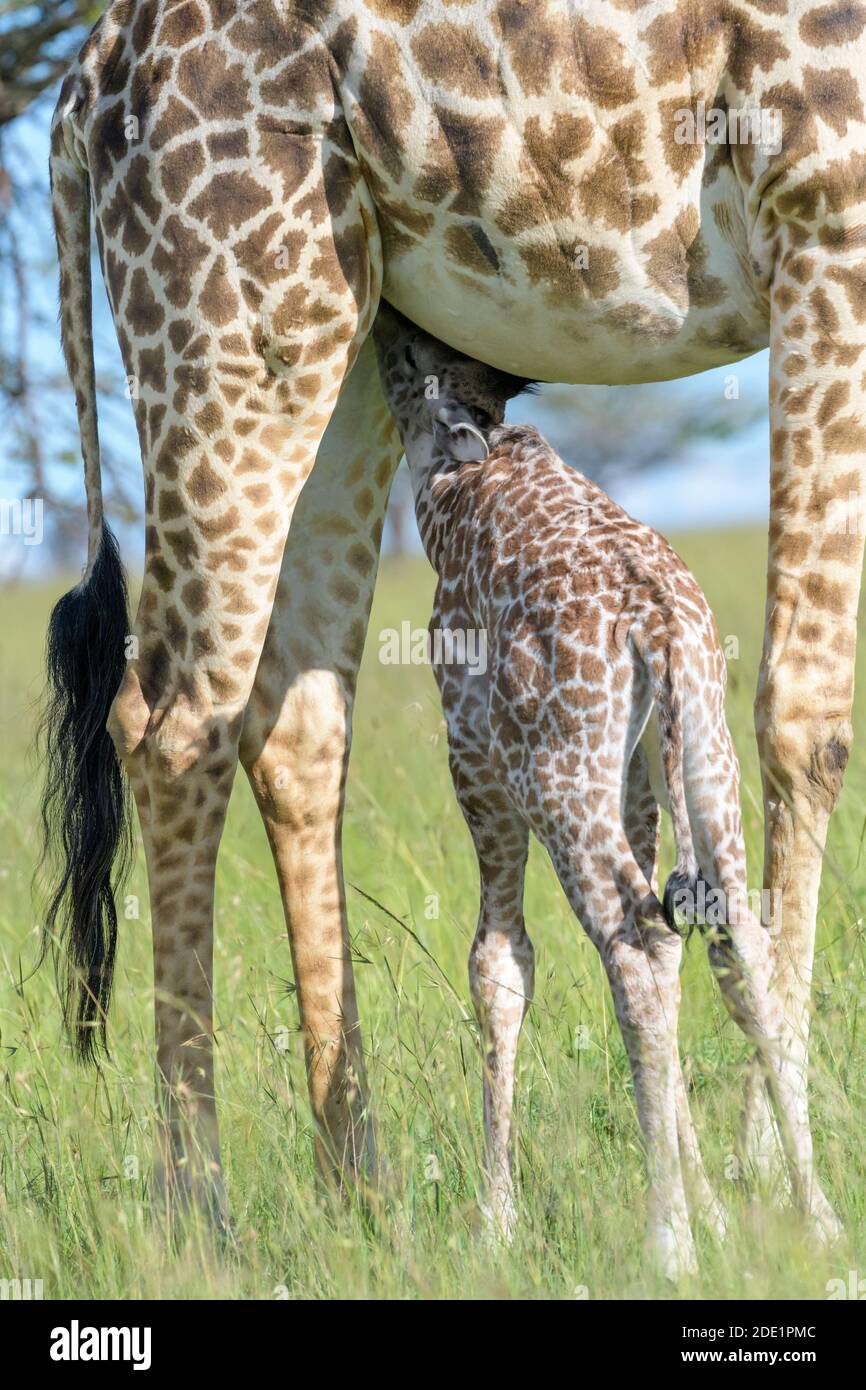 Giraffe (Giraffa camelopardalis) mother with calf drinking, close up, Masai Mara, Kenya. Stock Photo
