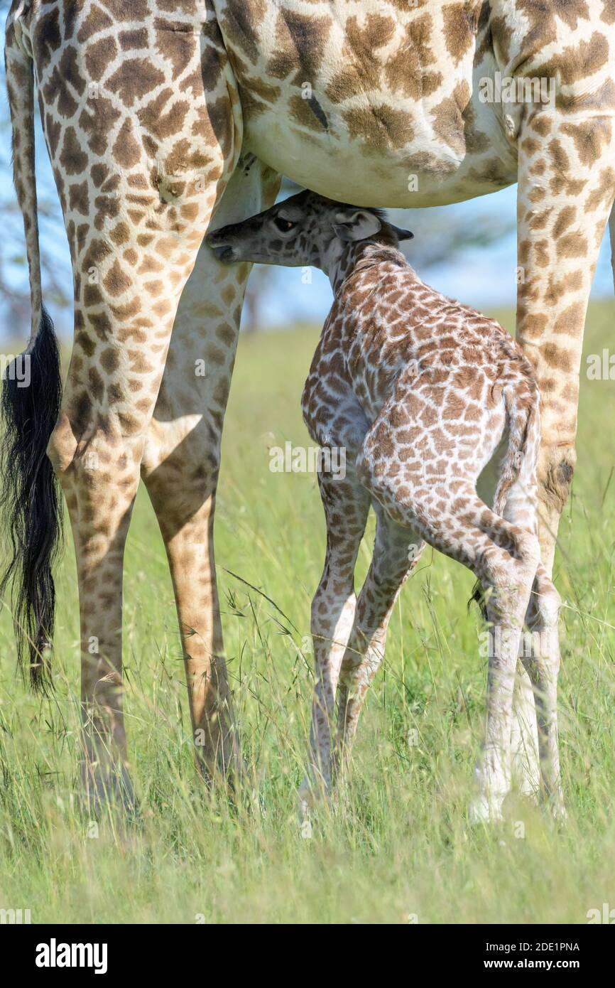 Giraffe (Giraffa camelopardalis) mother with calf drinking, close up, Masai Mara, Kenya. Stock Photo