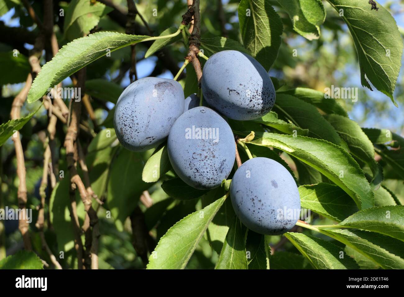 Bright blue ripe plums hanging from a plantation tree Stock Photo Alamy