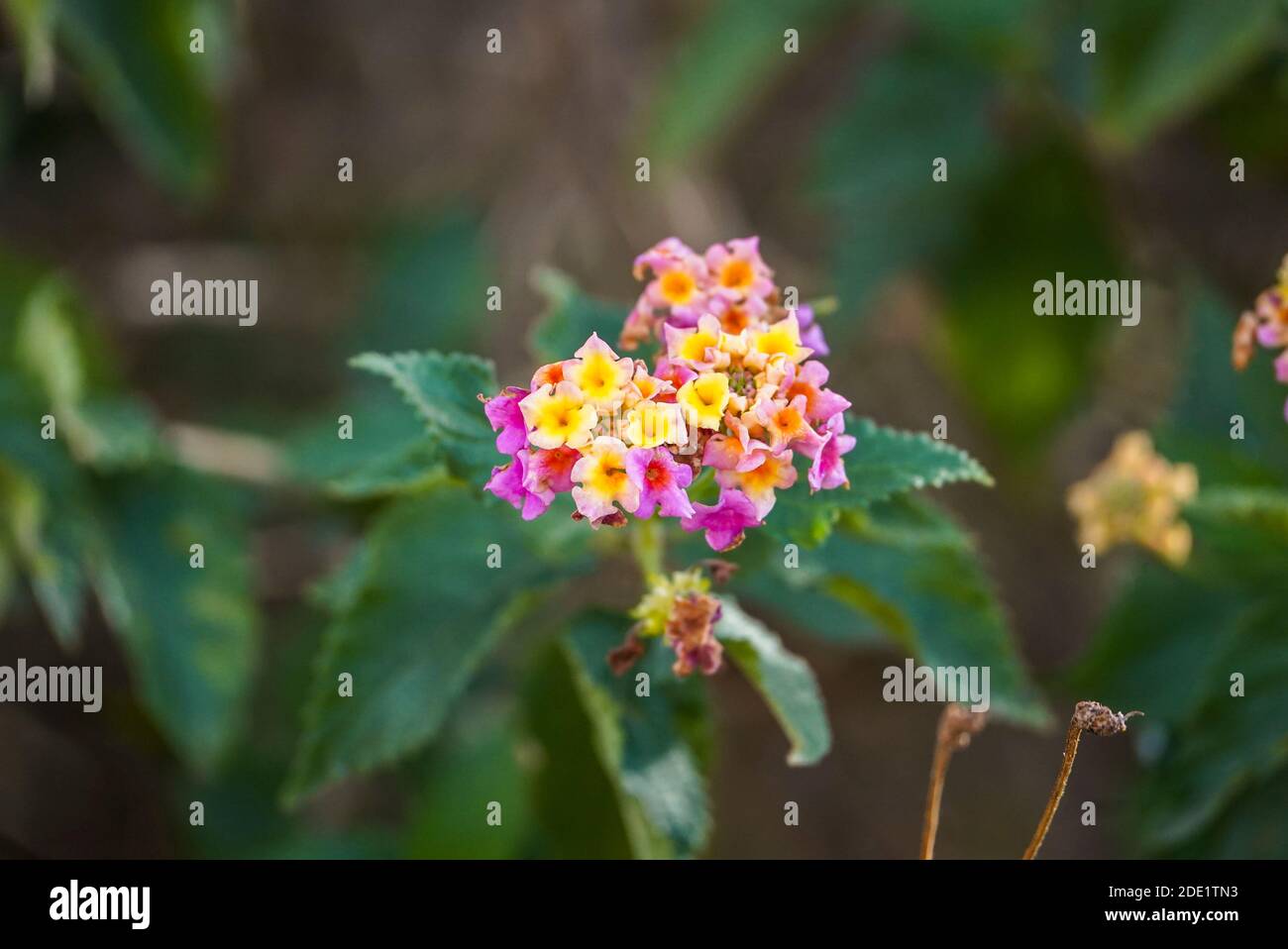 Flowers of Lantana Camara, Patty Wankler plant, in garden. Stock Photo