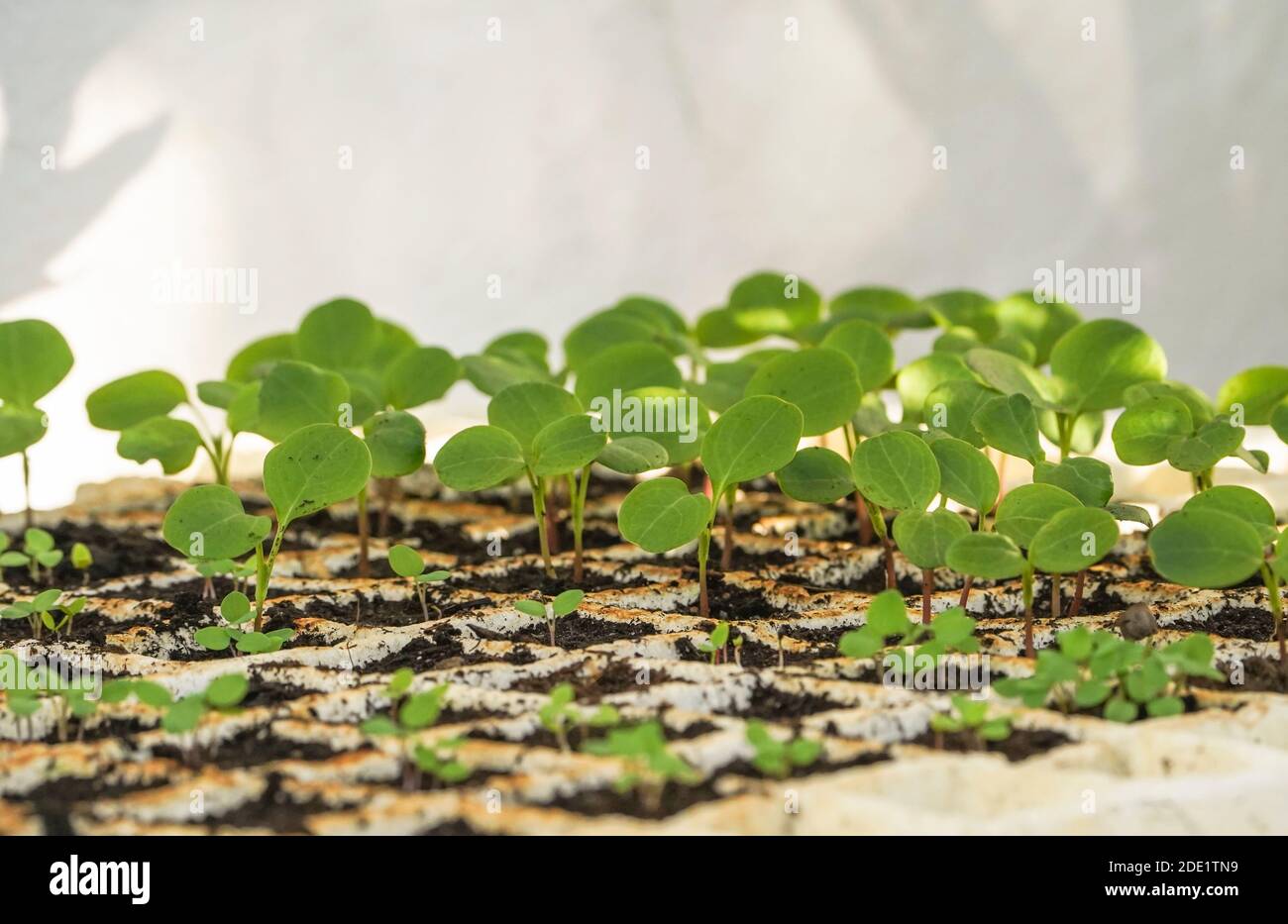 Young plants cultivation of Annual honesty in germination seed tray. Stock Photo