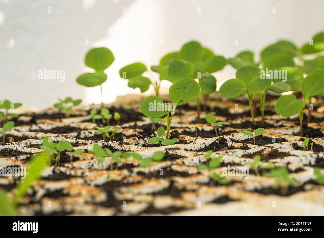 Young plants cultivation of Annual honesty in germination seed tray. Stock Photo