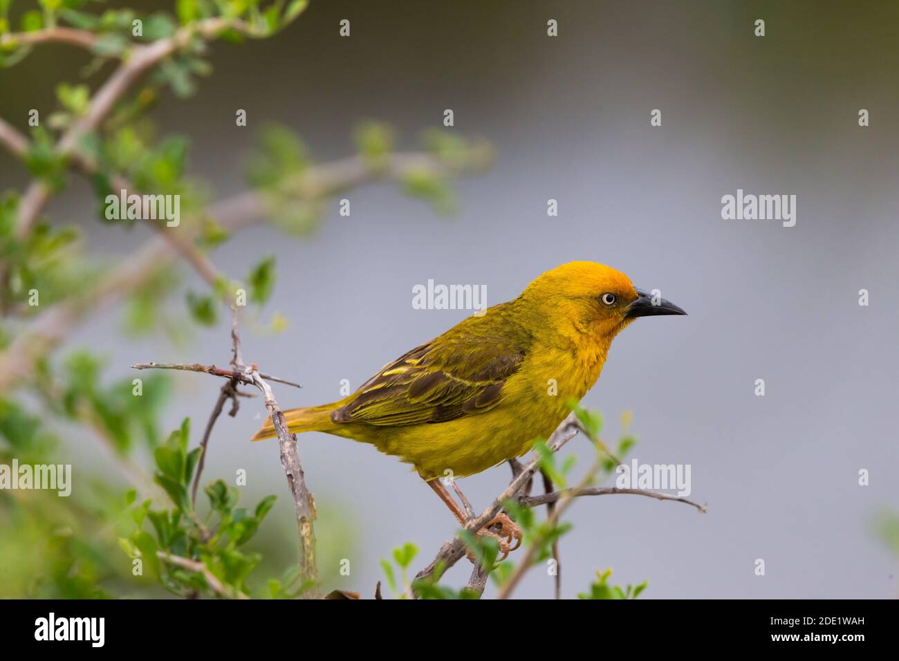 Cape Weaver bird (Ploceus capensis) perched on a branch in Addo Elephant national park, South Africa Stock Photo
