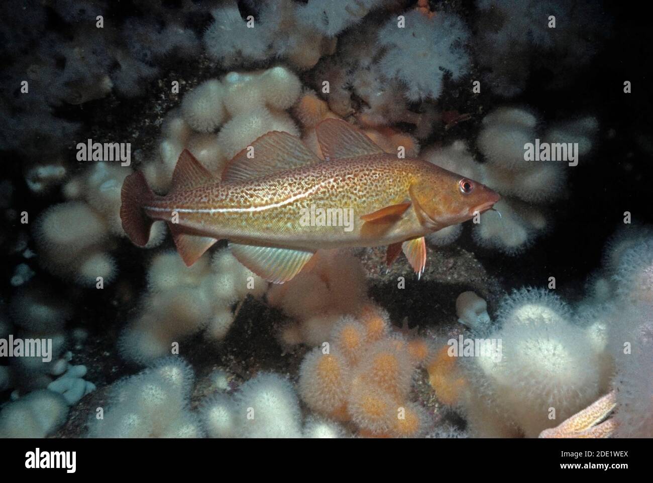 Atlantic Cod, underwater Stock Photo - Alamy