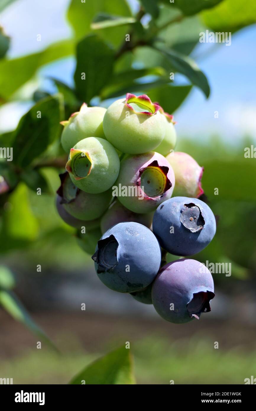 Closeup bunch of European blueberries or bilberries in different degrees of ripeness on a bush Stock Photo