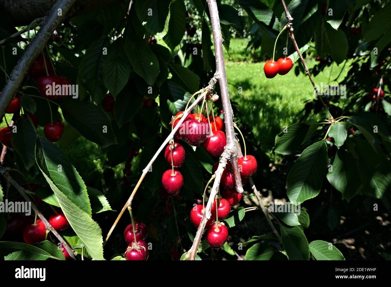 Cherry tree branch with a bunch of ripe and healthy red cherries and leaves Stock Photo