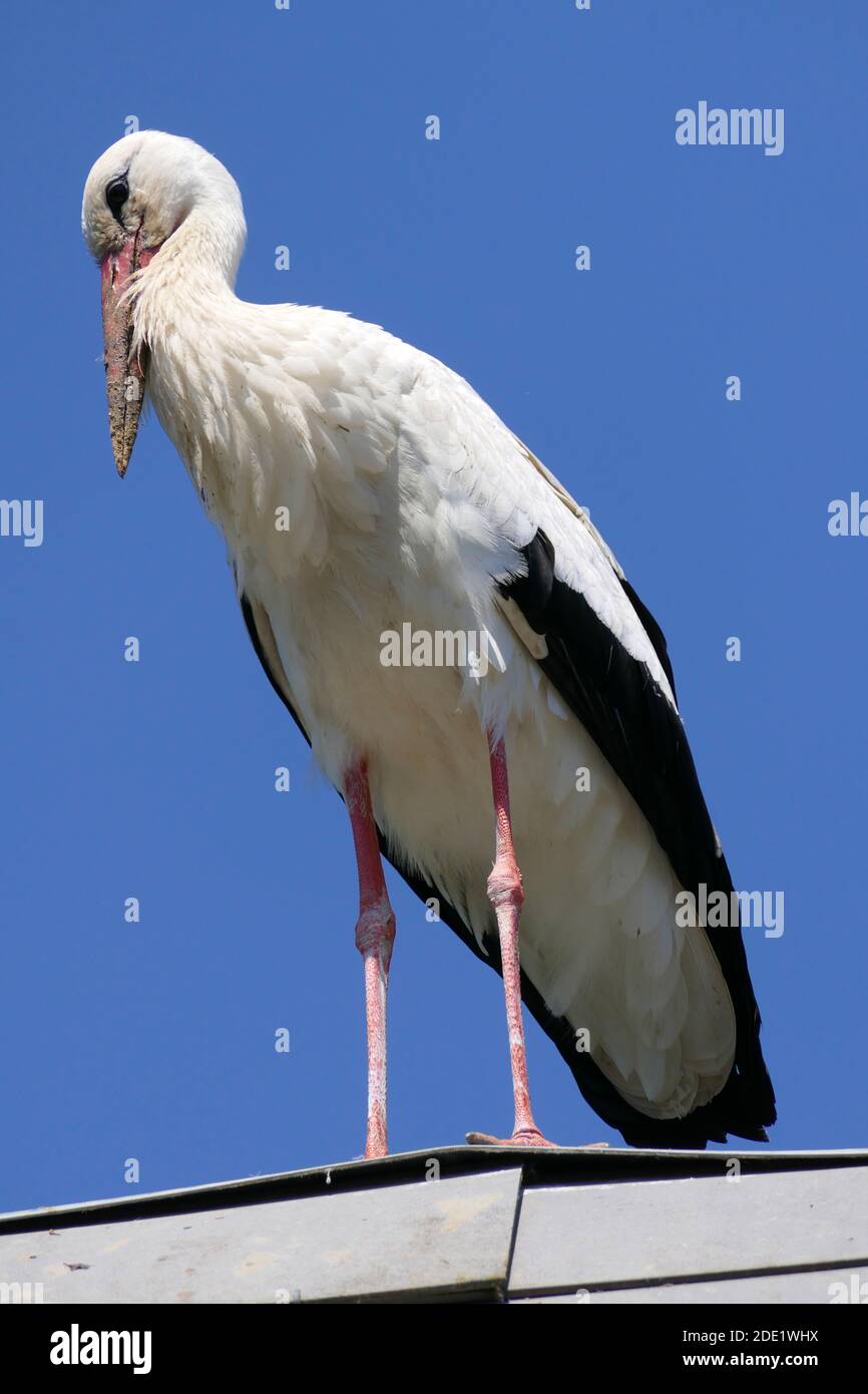 White stork or ciconia ciconia from below perched on a roof with blue sky Stock Photo