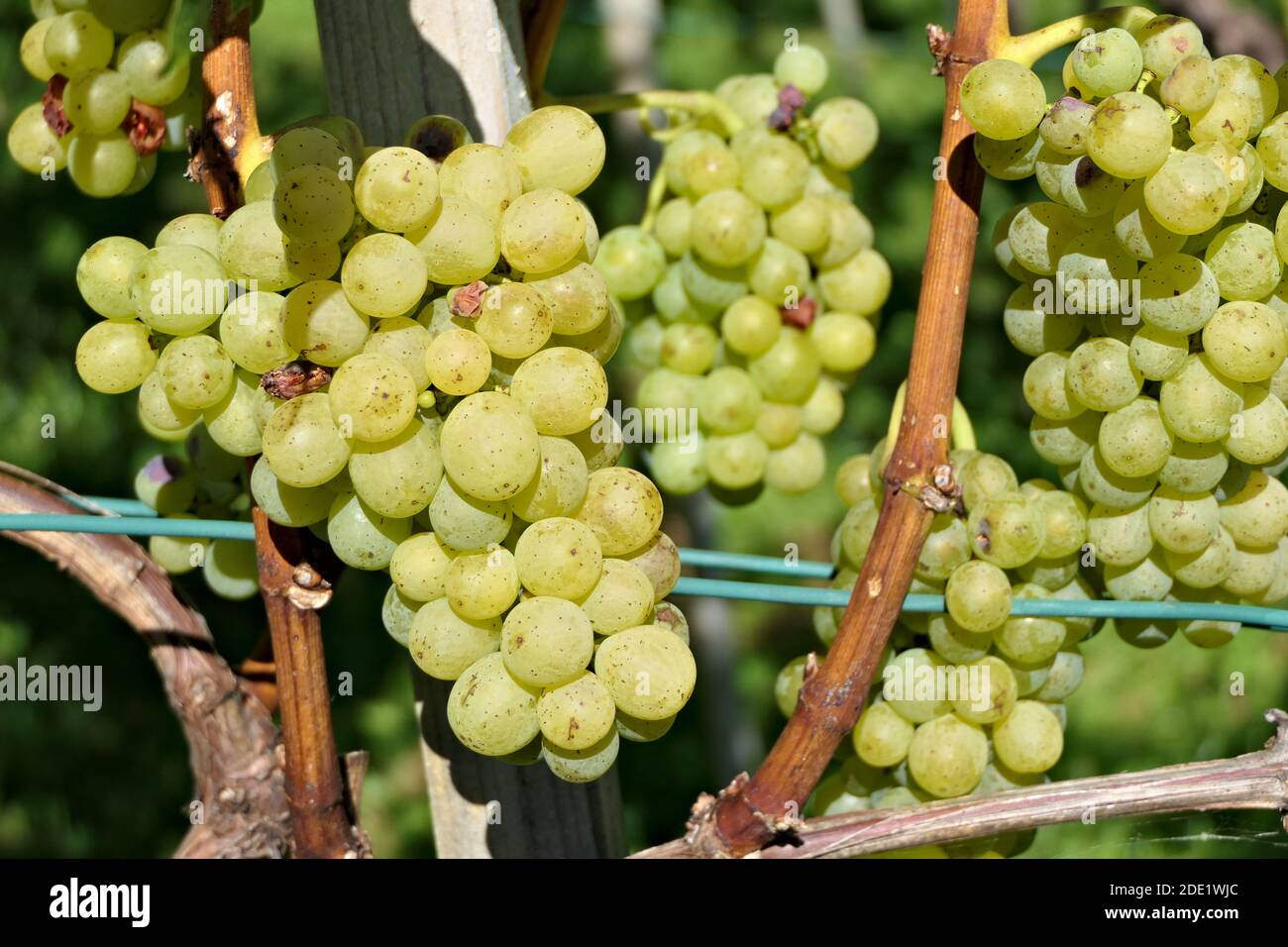 Autumn theme - closeup bunch of white grapes on vine in beautiful sunlight Stock Photo