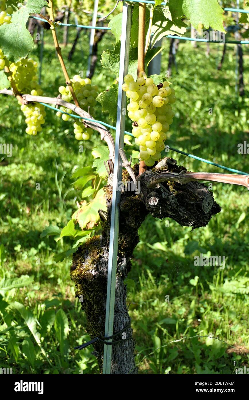 Grapevine with hanging bunches of white grapes on a vineyard Stock Photo