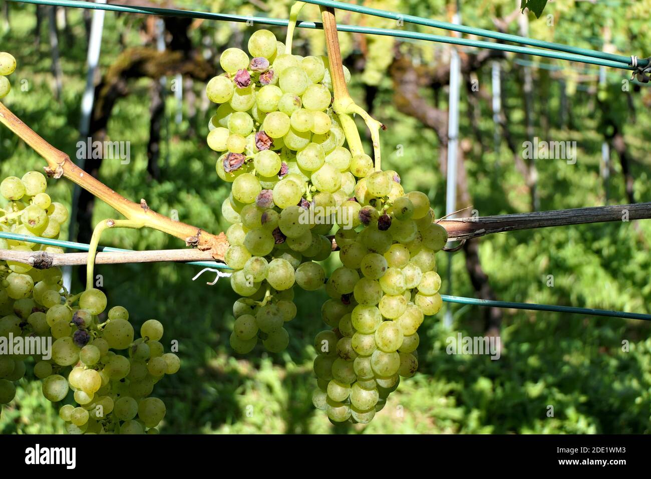 Bunch full of juicy grapes growing on vineyard Stock Photo