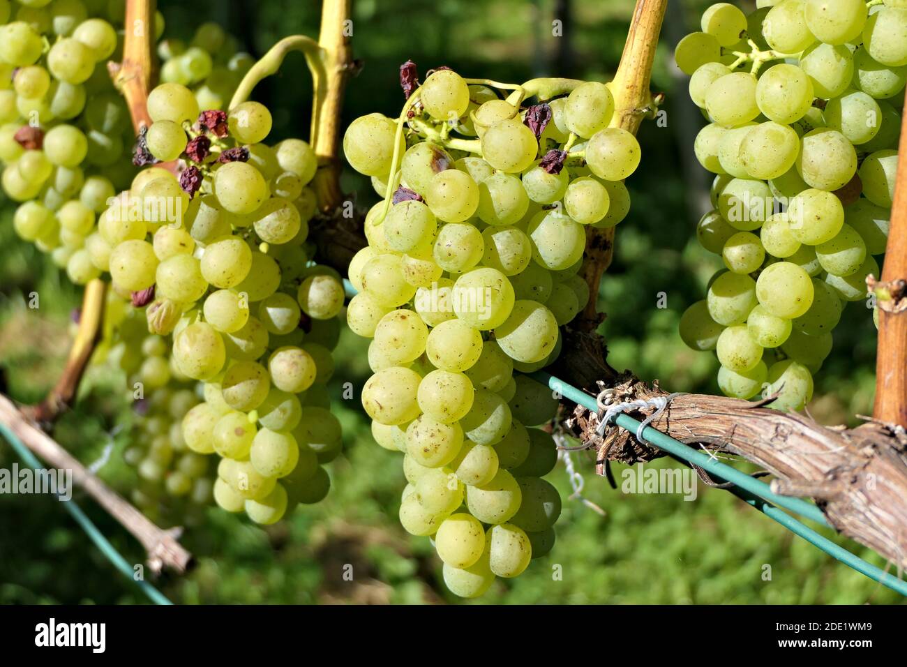 Ready for harvest - closeup bunch of ripe juicy green grapes Stock Photo