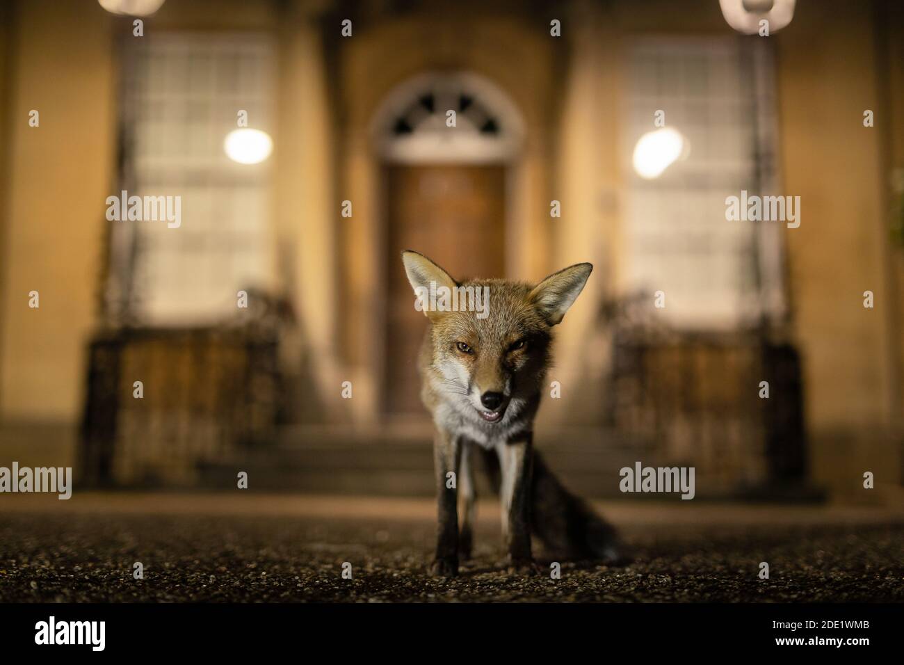 City fox Stock Photo