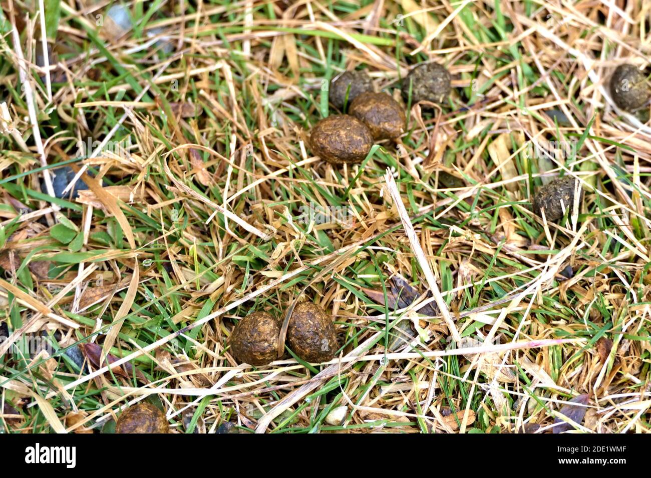 Feces or dung of a hare or rabbit lying on grass in the wild Stock Photo