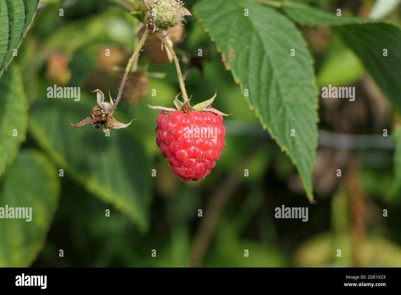 Raspberry plant with freely hanging ripe raspberry in closeup Stock