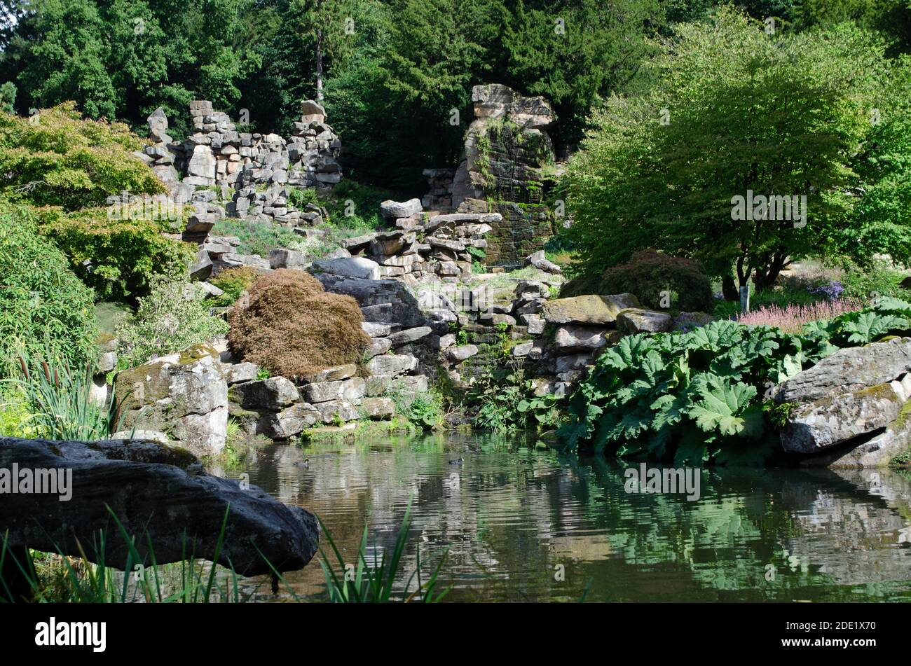 Still pool in rock garden with Gunnera and trees in the  Background Stock Photo