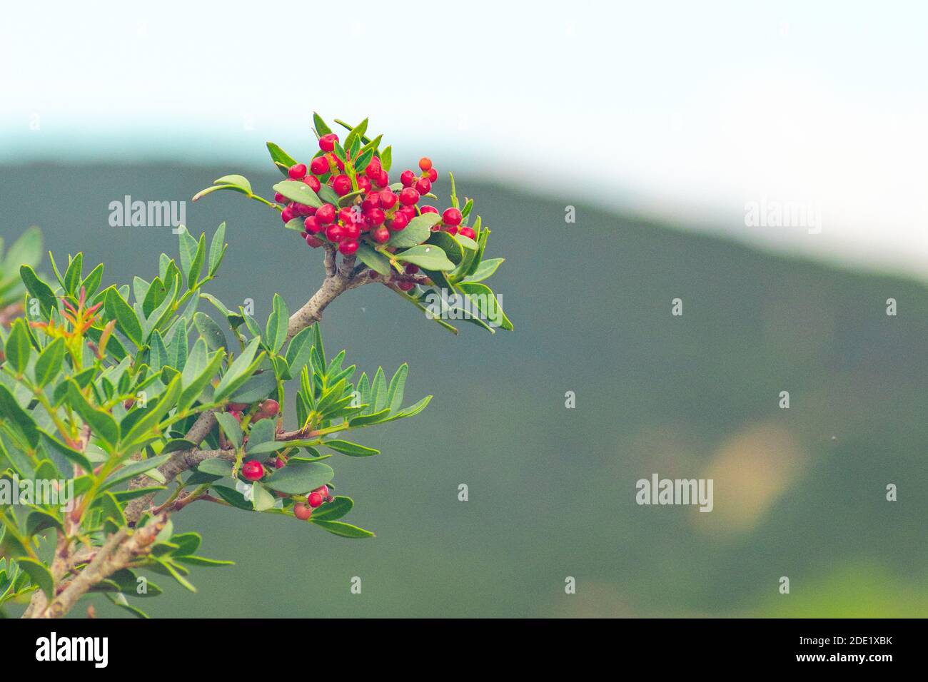 Plant of pistacia lentiscus with berries in South Sardinia Stock Photo