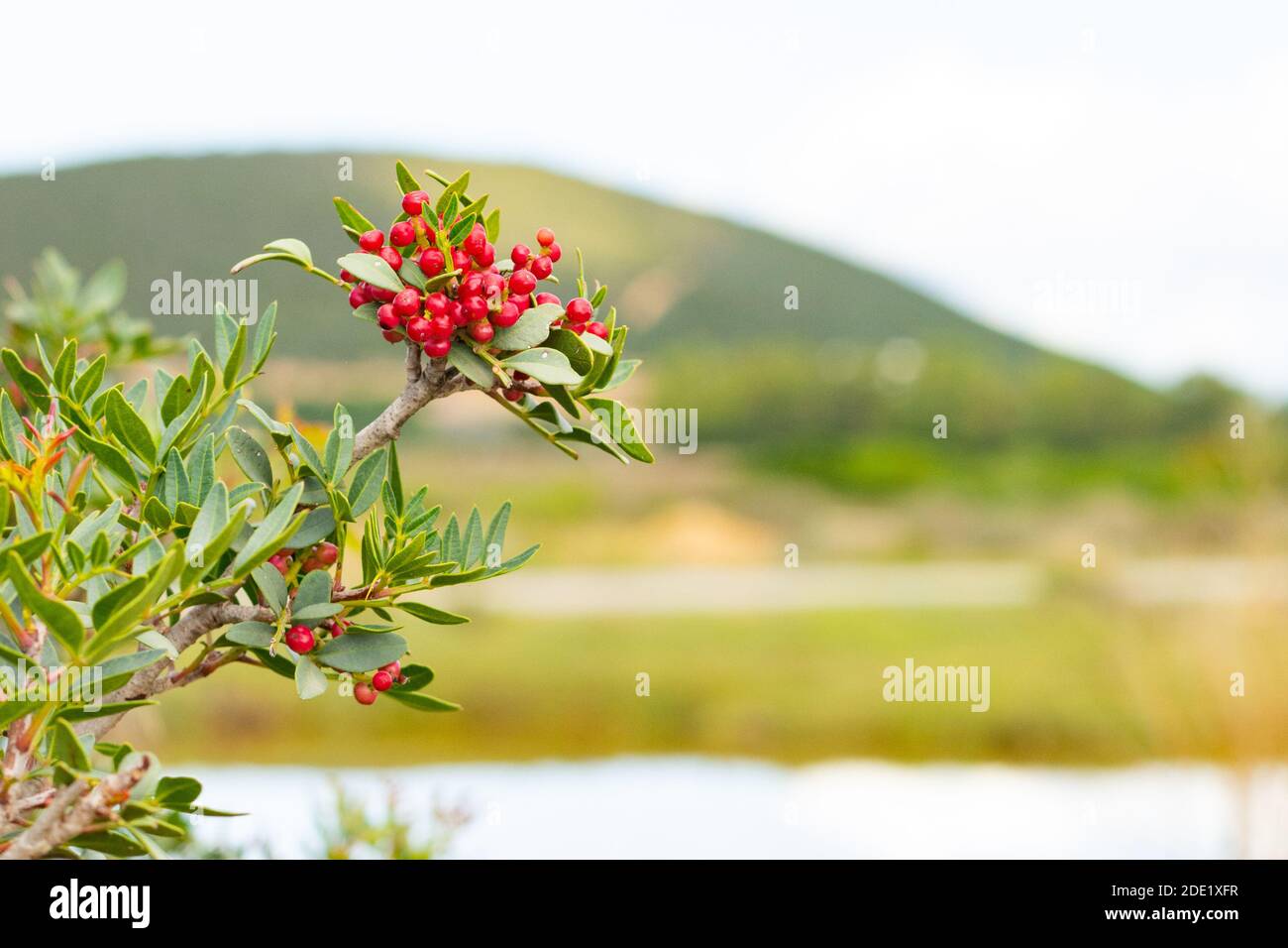 Plant of pistacia lentiscus with berries in South Sardinia Stock Photo