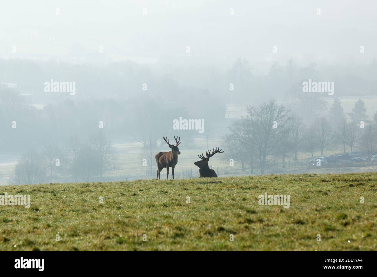 Red deer stags at Ashton Court. Bristol, UK. Cervus elaphus. Stock Photo