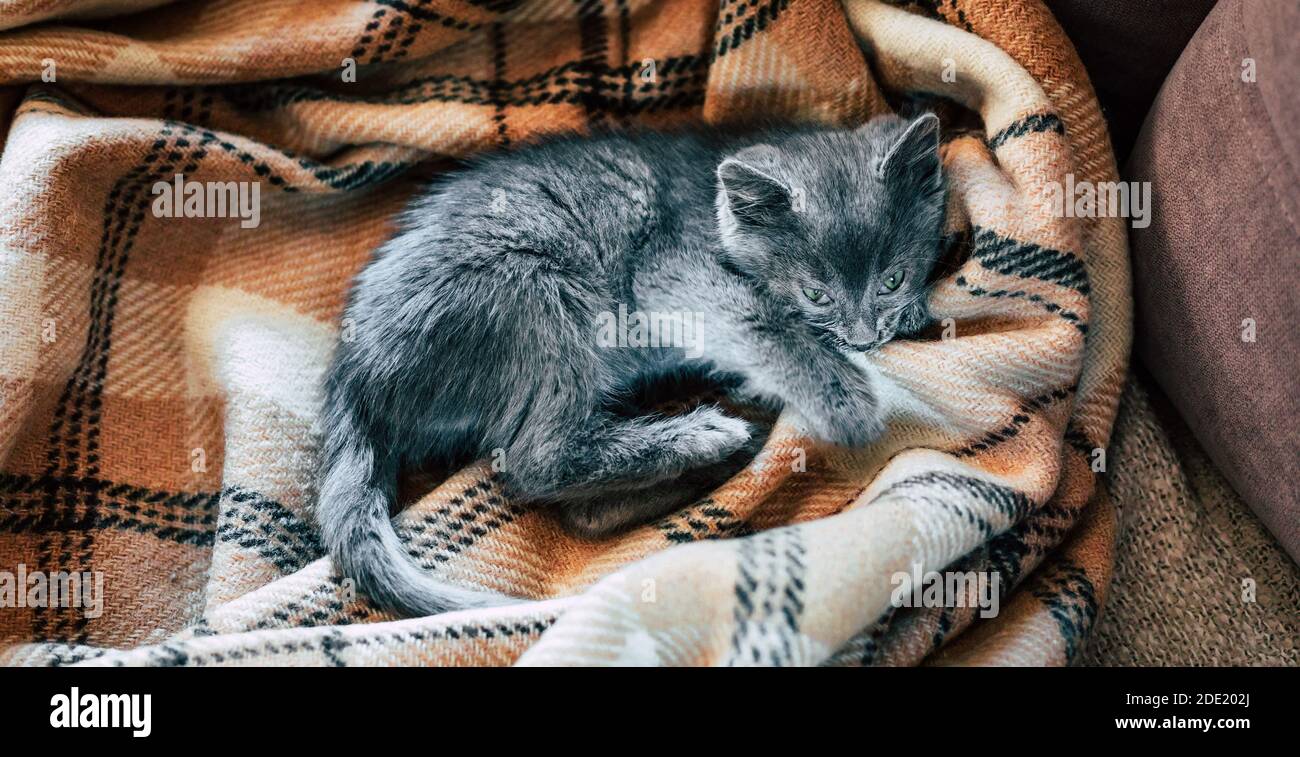 A small gray kitten sleeps on a woolen blanket. Inflammation of the third eyelid in cats. Stock Photo
