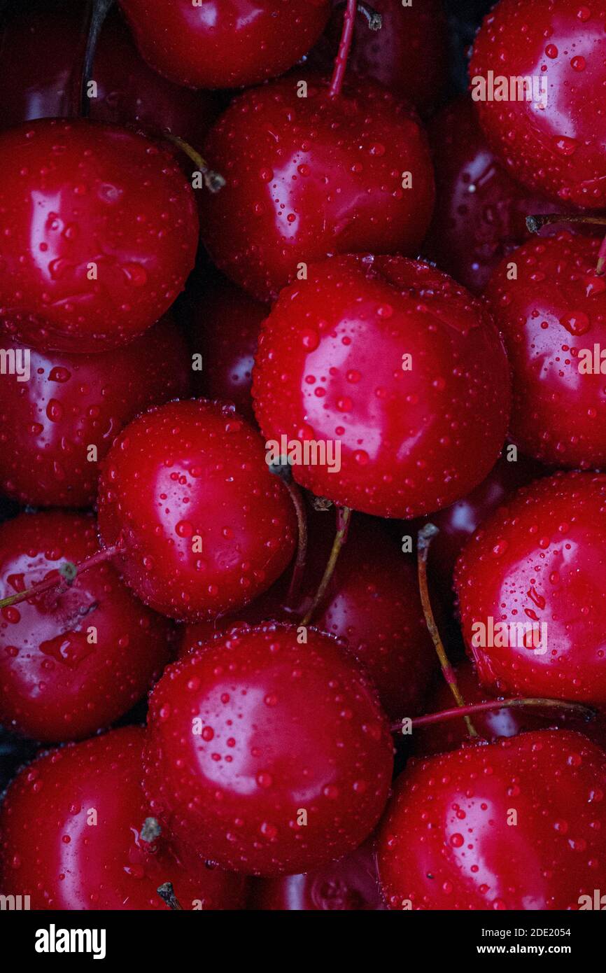 Harvest ripe red cherries hi-res stock photography and images - Alamy