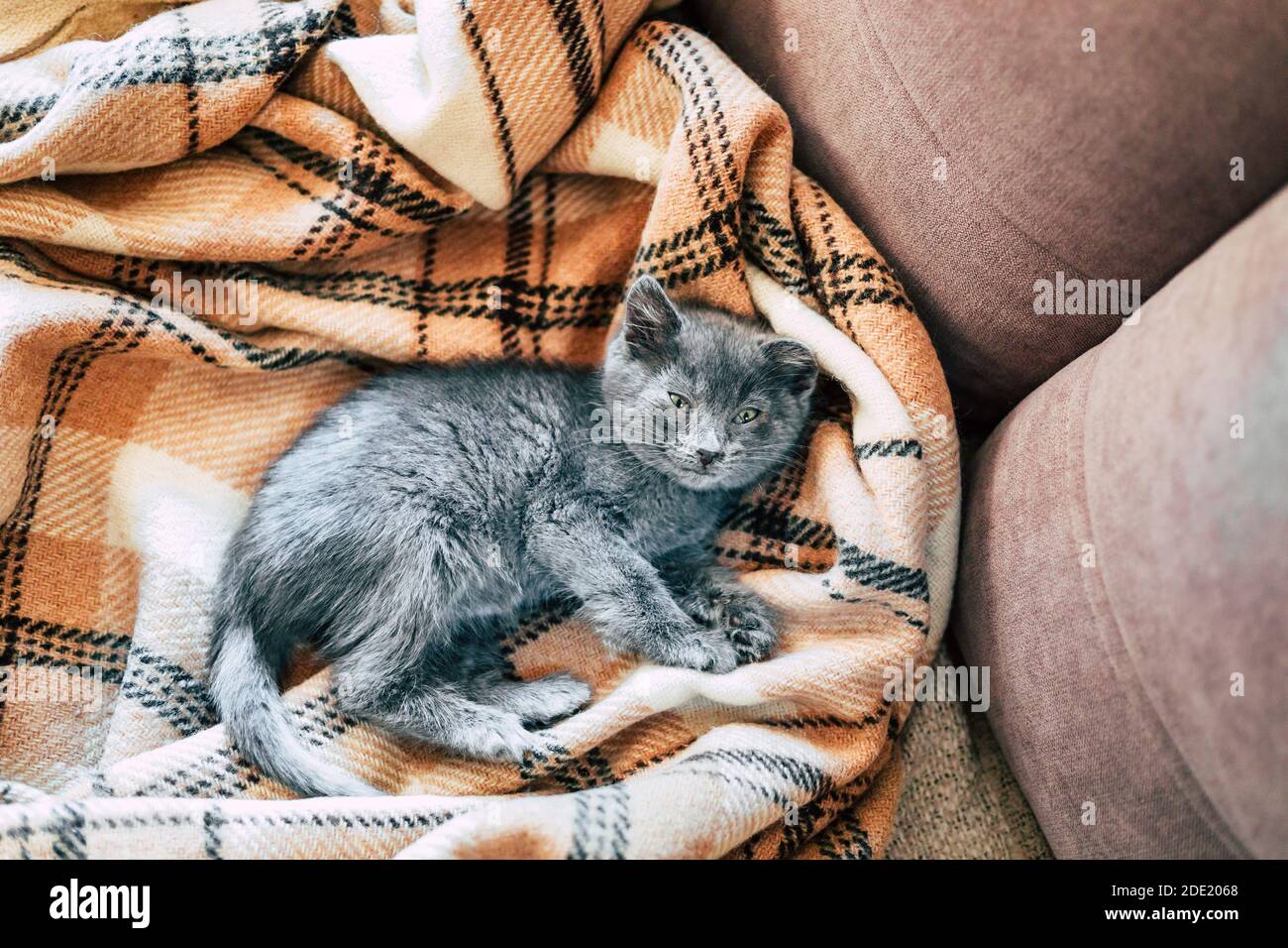 A small gray kitten sleeps on a woolen blanket. Inflammation of the third eyelid in cats. Stock Photo