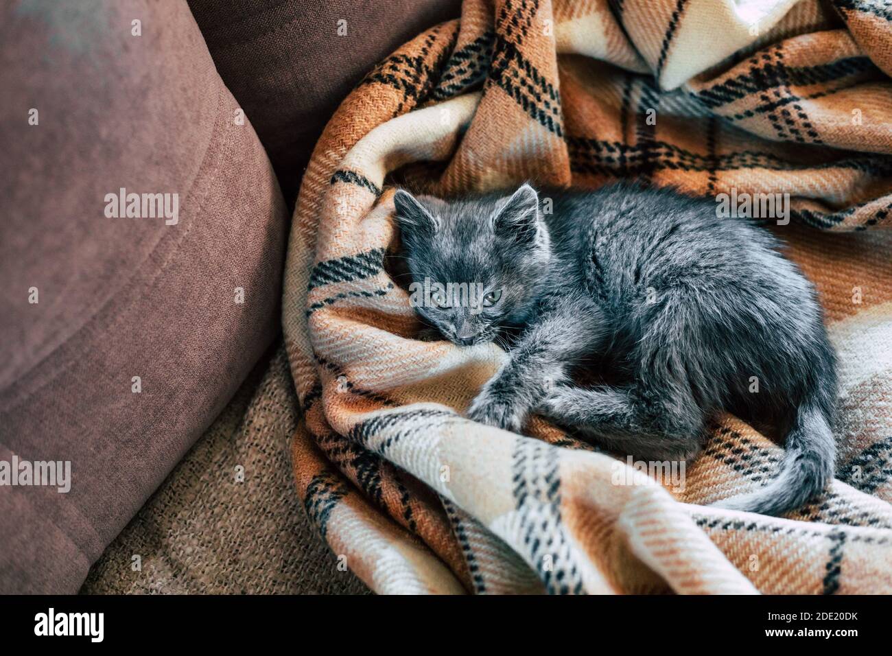 A small gray kitten sleeps on a woolen blanket. Inflammation of the third eyelid in cats. Stock Photo