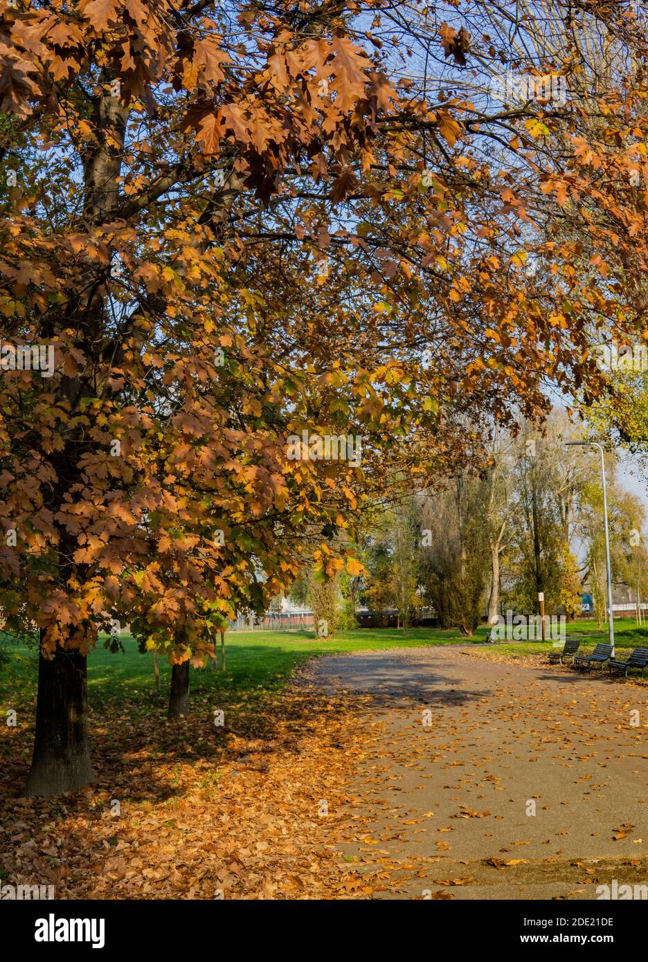 Walk under the trees Stock Photo - Alamy