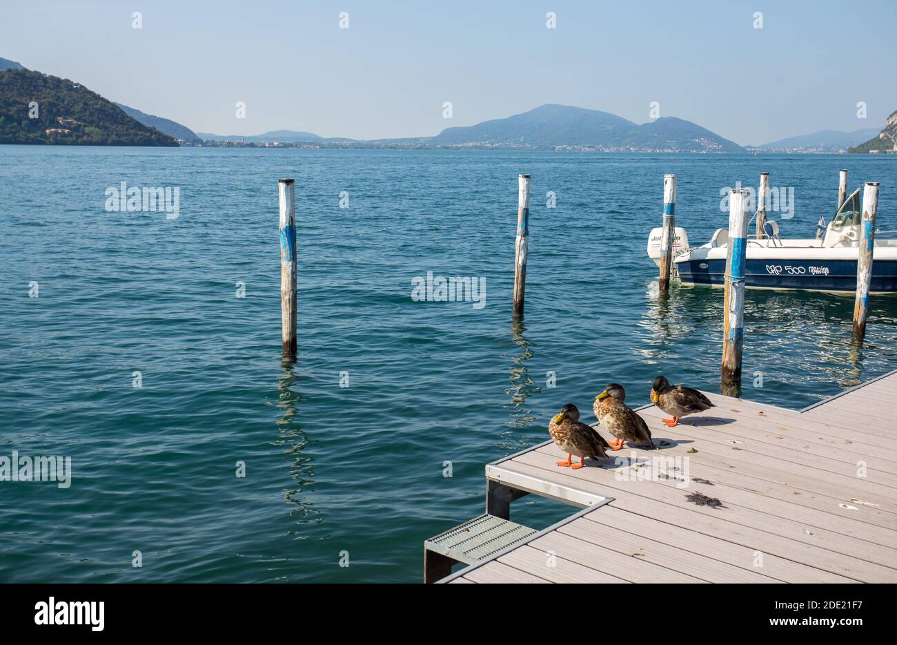 MONTE ISOLA, ITALY, SEPTEMBER 9, 2020 - Three mallards standing on the pier at Monte Isola, Iseo lake, Brescia province , Italy. Stock Photo