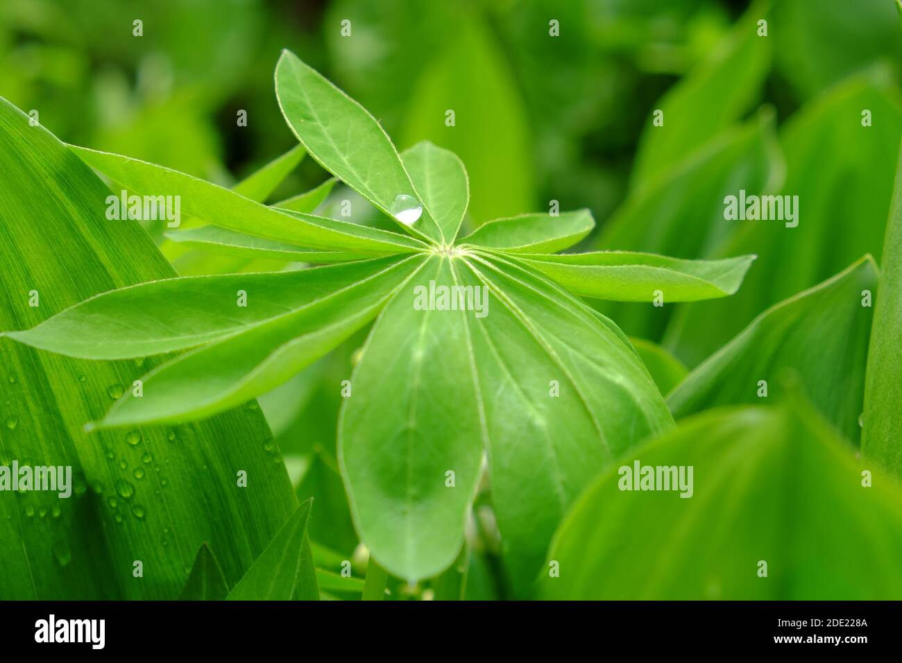 A large drop of water on a sheet of lupine. Stock Photo