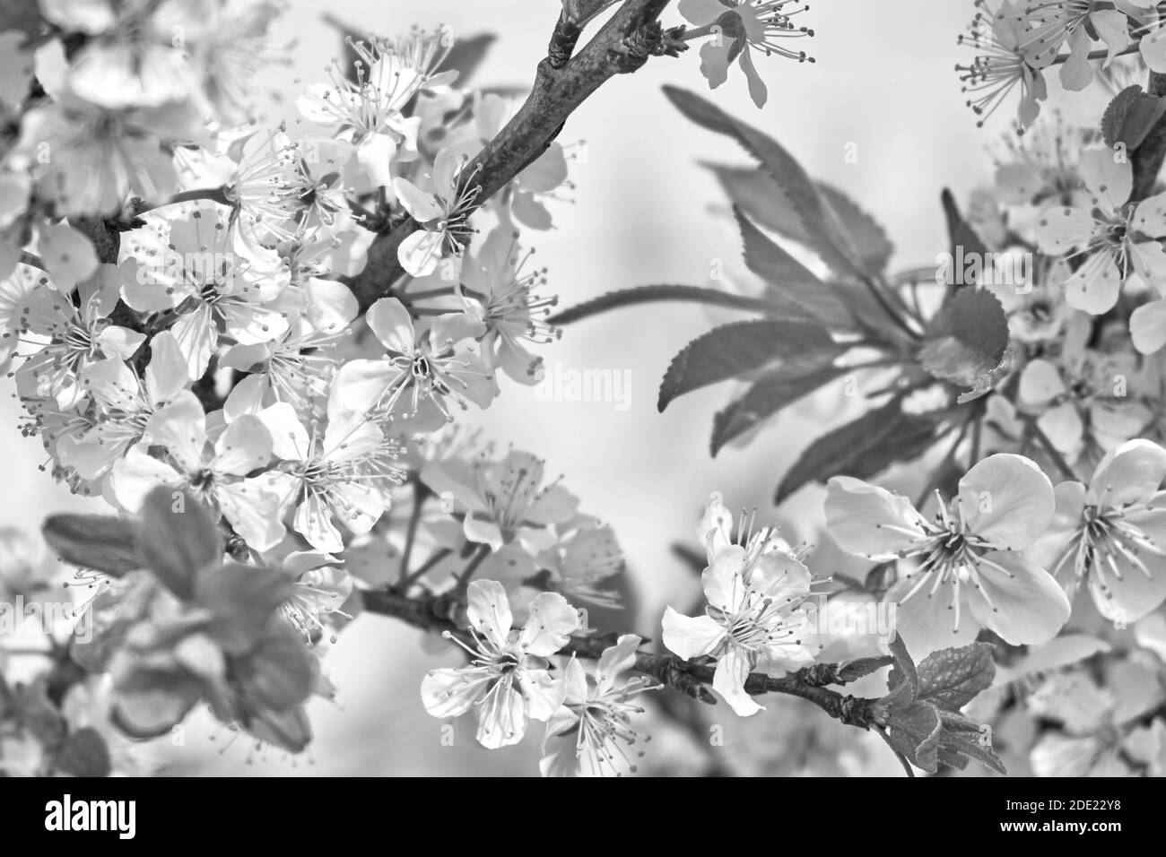 Beautiful spring flowers are blooming on a cherry tree branch. Stock Photo