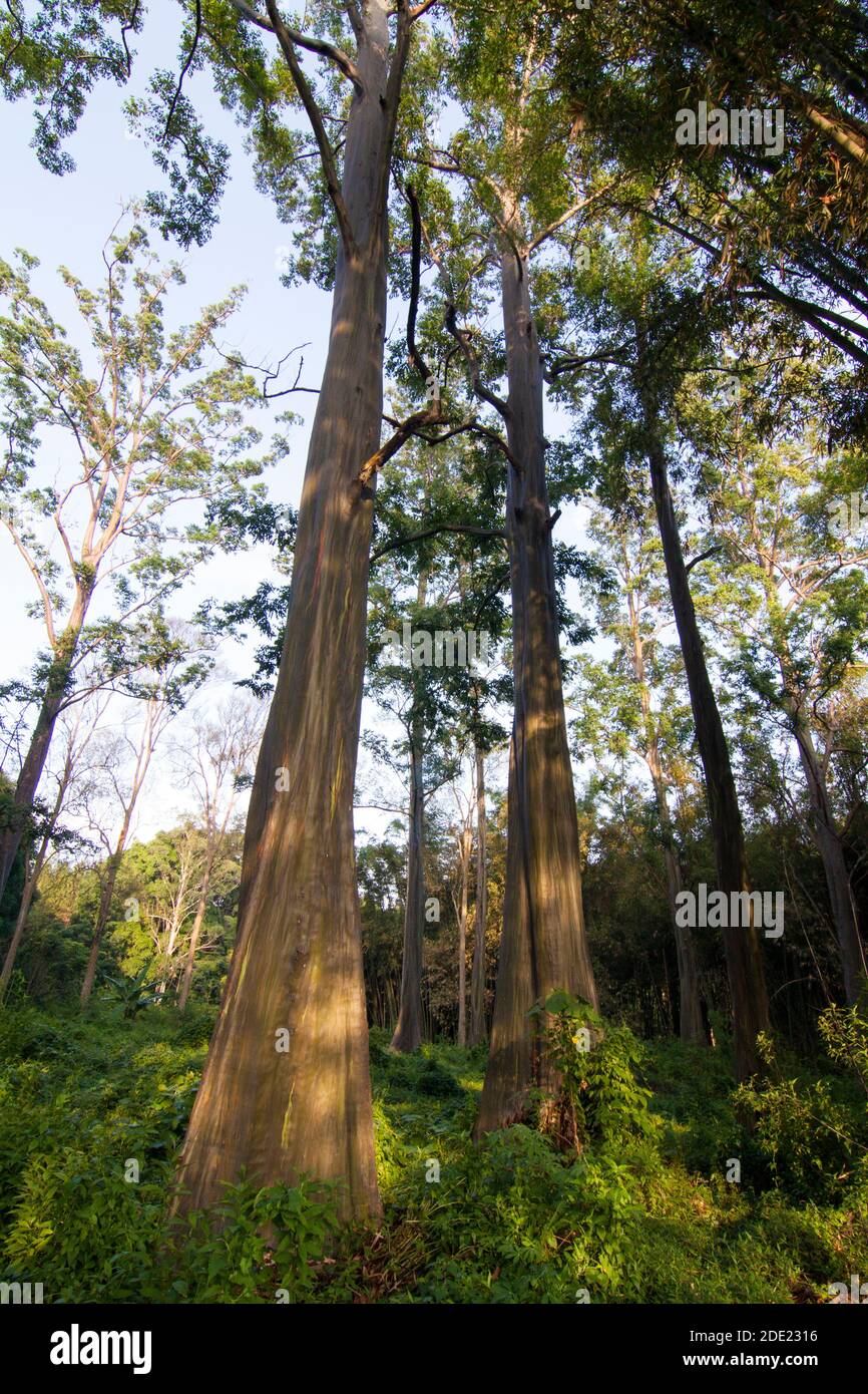 Eucalyptus trees in Bogor Forest Stock Photo