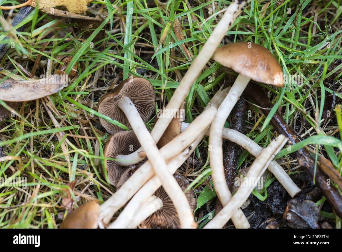 Fungus - probably Clustered Brittlestem (Psathyrella mulipedata) Stock Photo