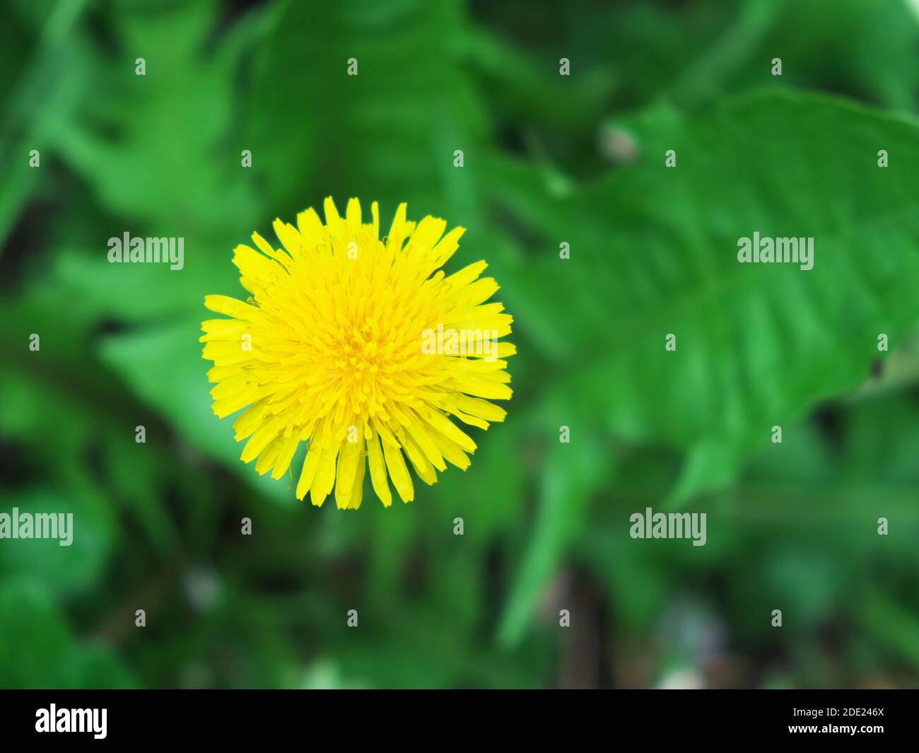 Beautiful dandelion flower shot with blur background. Single flower. Stock Photo