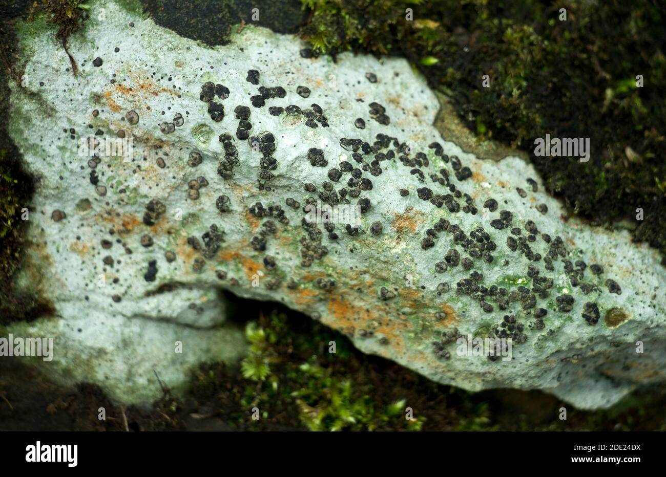 Lecidea macrocarpus is a common grey crustose lichen found on rocks. The thallus can have patches of green or rust colour with black spore bodies Stock Photo