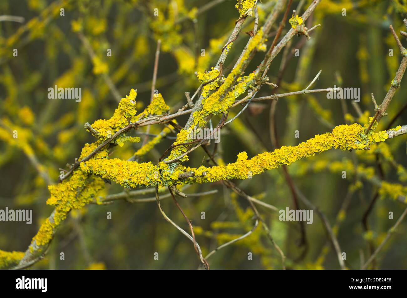 Yellow Twig lichen specialises growing on twigs and fence posts. It has a strongly developed tuft like growth that distinguishes it from other yellows Stock Photo