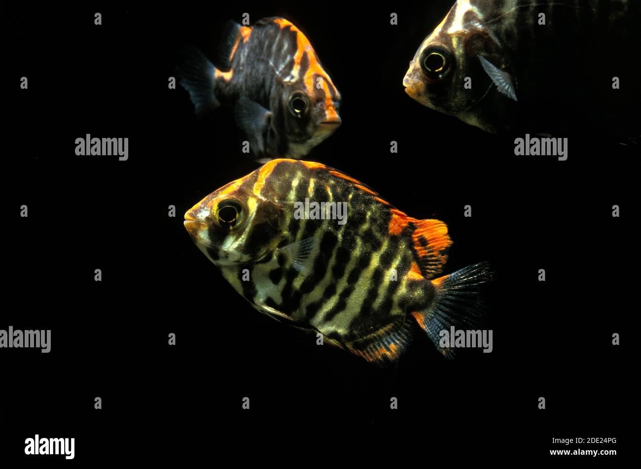 African Scat or Strifed Scat, scatophagus tetracanthus, Fishes against Black Background Stock Photo