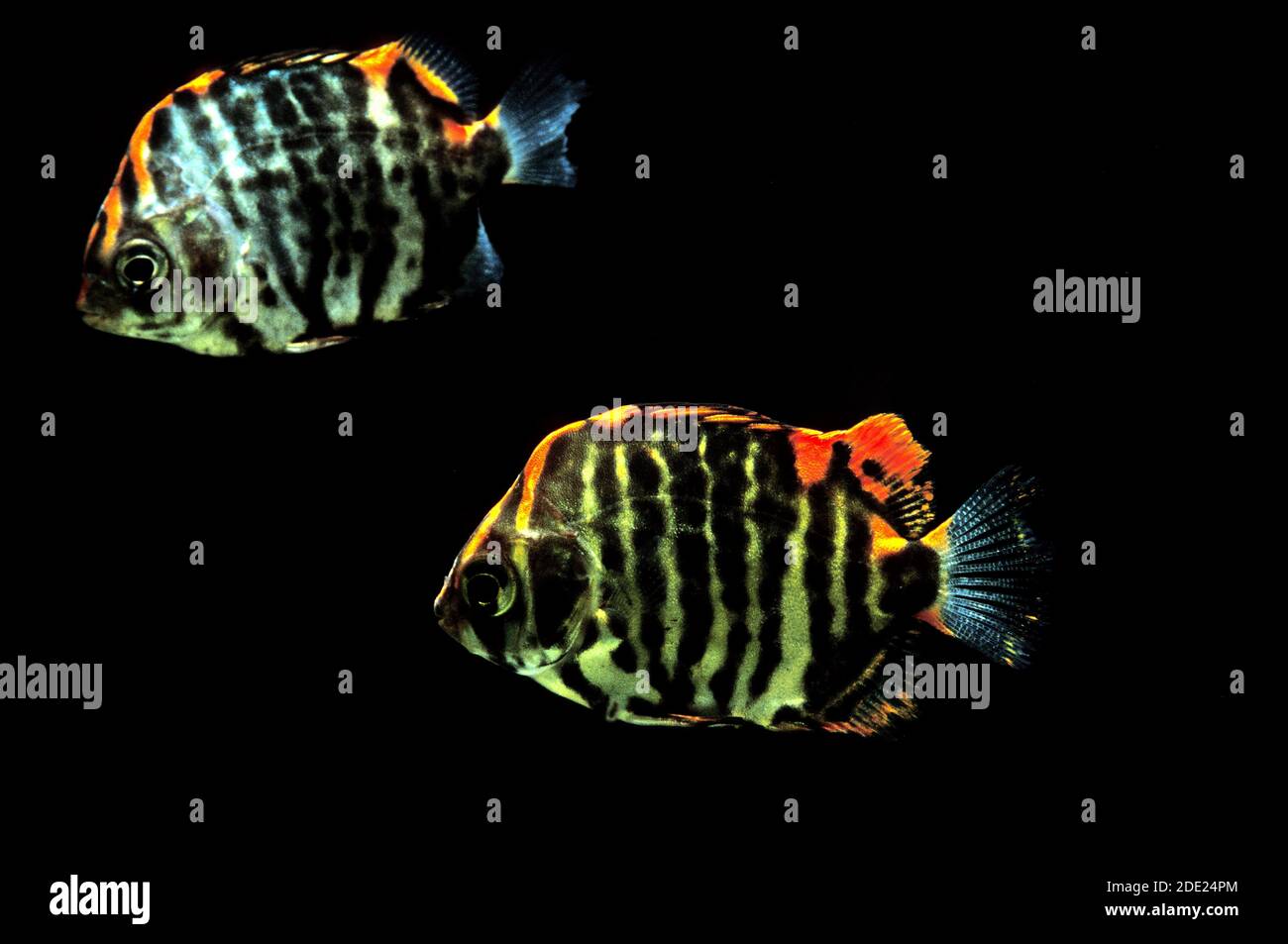 African Scat or Strifed Scat, scatophagus tetracanthus, Fishes against