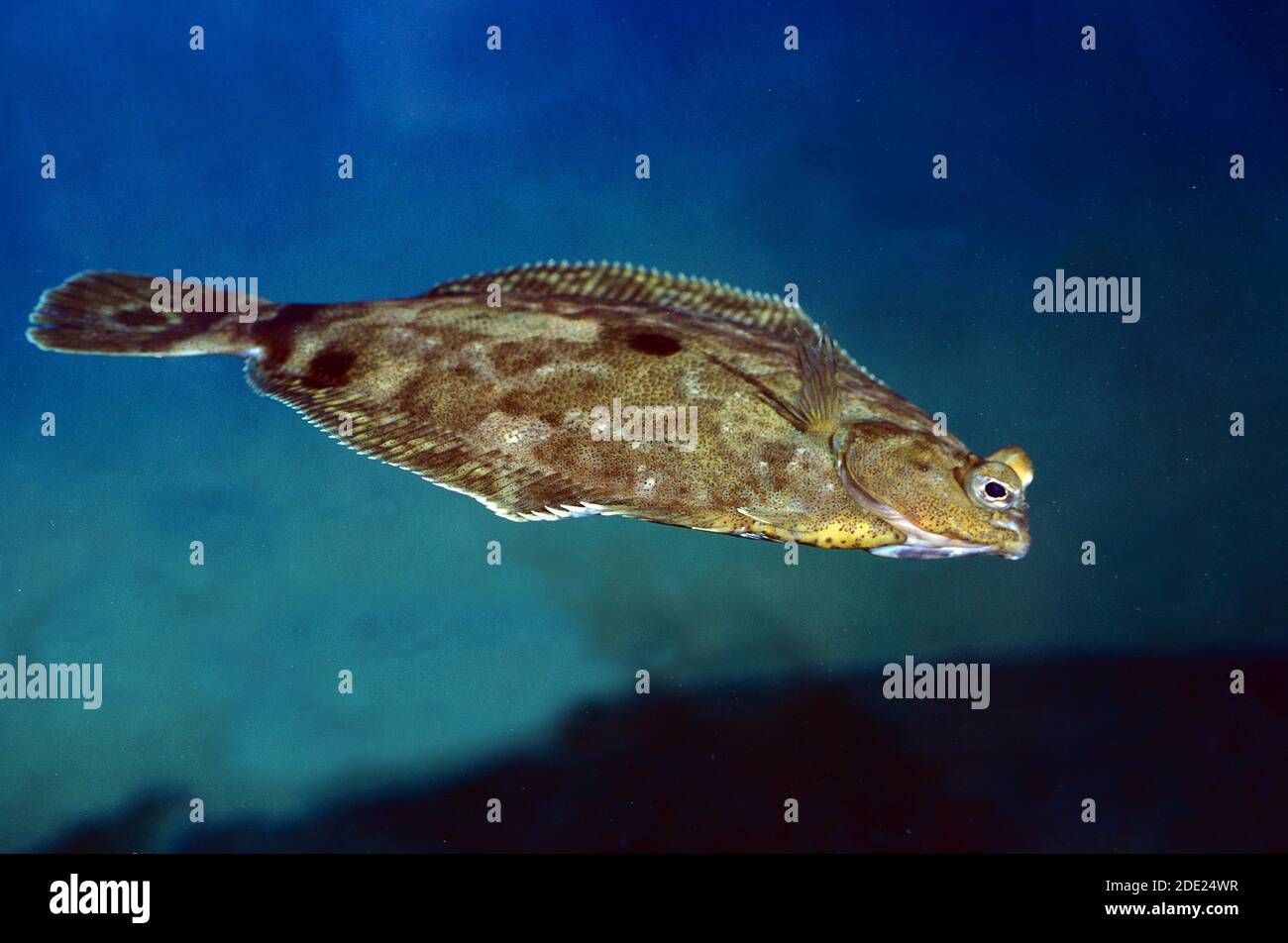 Turbot Scophthalmus Maximus Adult Swimming Stock Photo Alamy turbot-scophthalmus-maximus-adult-swimming-stock-photo-alamy