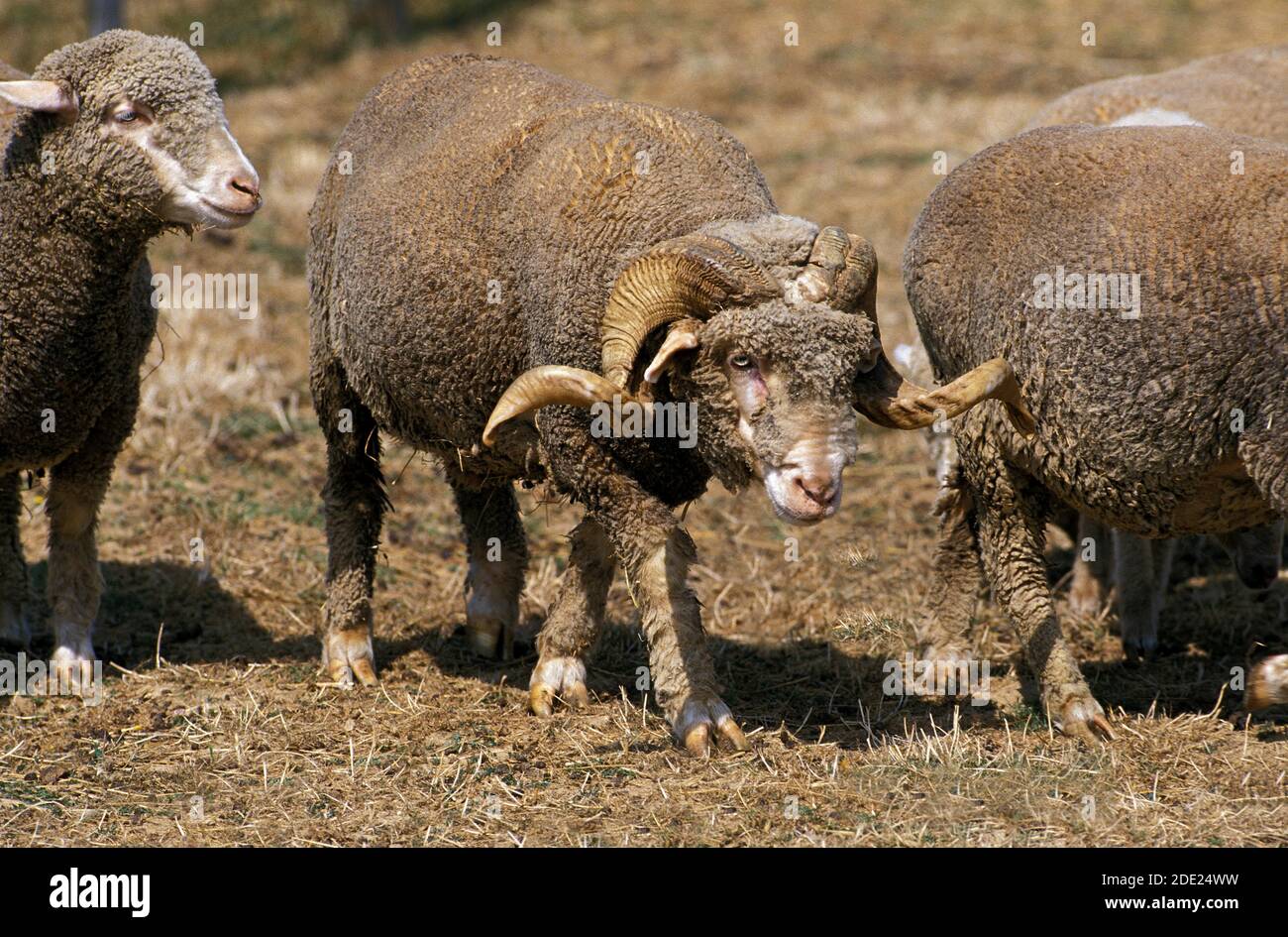 Merinos d'Arles Sheep, a French Breed, Ram with Ewe Stock Photo - Alamy