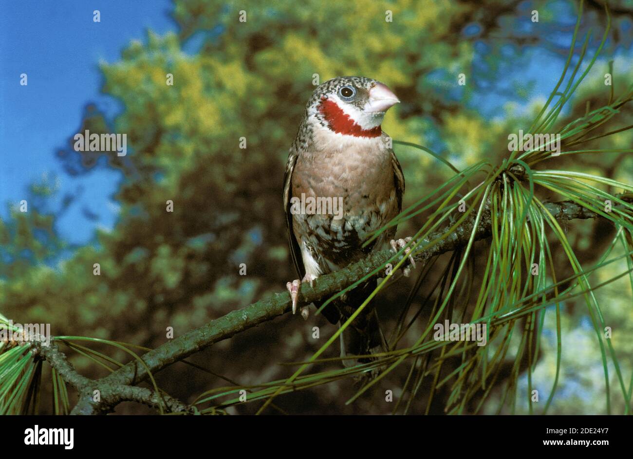 Cut Throat Finch, amadina fasciata, Adult standing on Branch Stock Photo