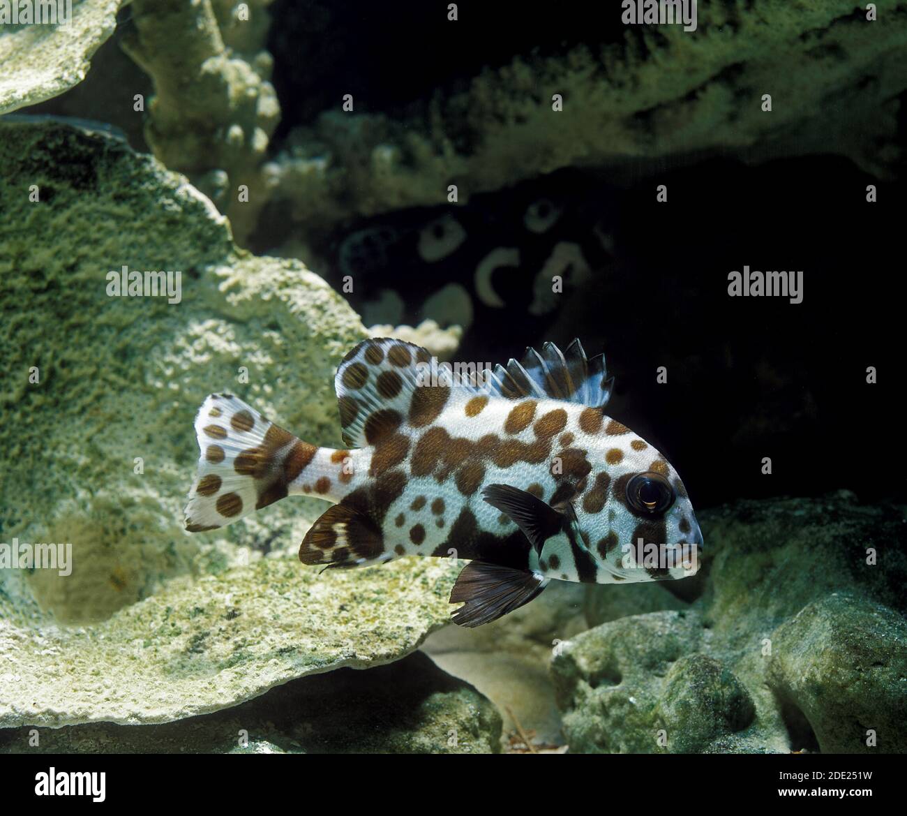 Harlequin or Clown Sweetlips Fish, plectorhynchus chaetodonoides Stock Photo