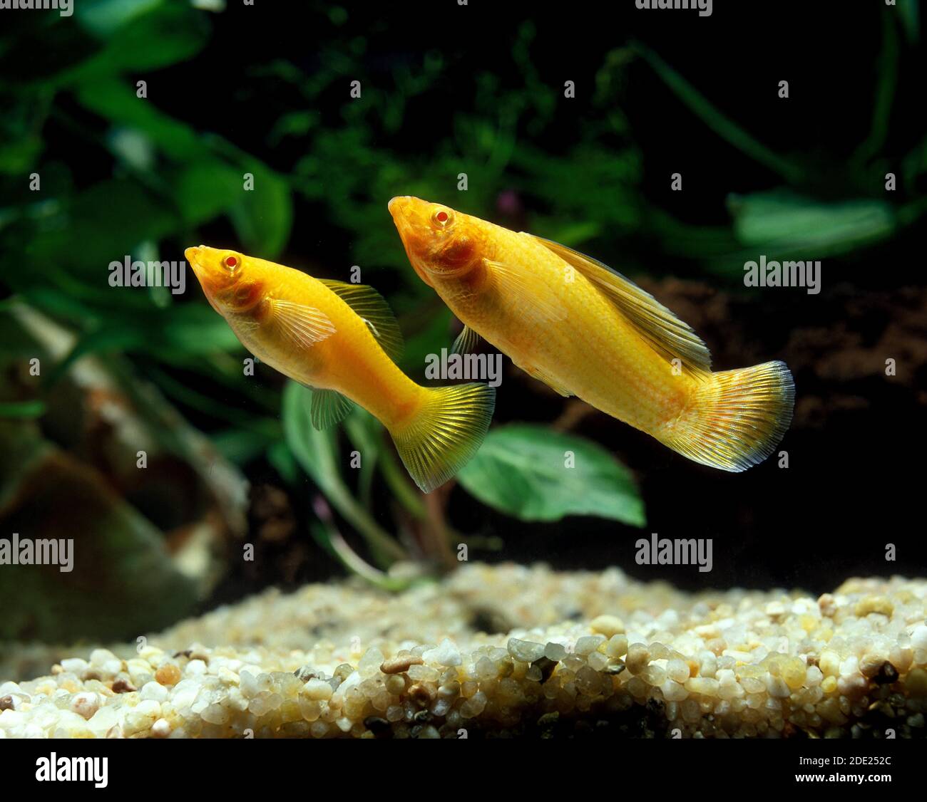 Sailfin Molly, poecilia velifera, Aquarium Fishes Stock Photo