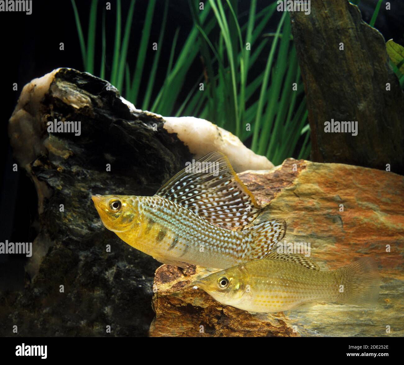 Sailfin Molly, poecilia velifera, Aquarium Fishes Stock Photo