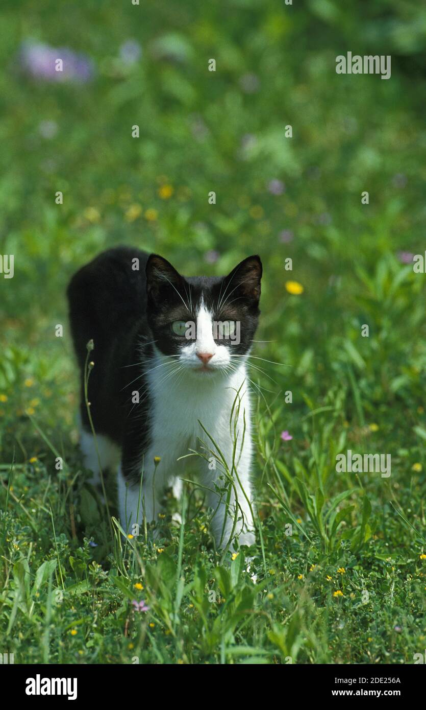 BLACK AND WHITE DOMESTIC CAT Stock Photo - Alamy